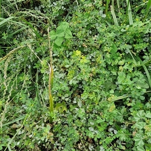 Trifolium dubium at Goulburn, NSW - 23 Oct 2024