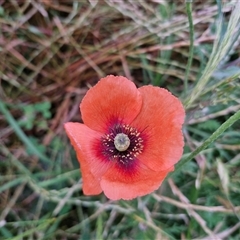 Papaver dubium (Longhead Poppy) at Goulburn, NSW - 23 Oct 2024 by trevorpreston