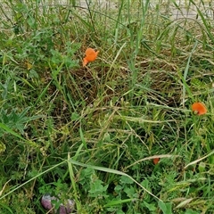 Papaver dubium at Goulburn, NSW - 23 Oct 2024 06:15 PM