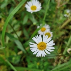 Erigeron karvinskianus (Seaside Daisy) at Goulburn, NSW - 23 Oct 2024 by trevorpreston