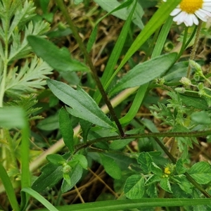 Erigeron karvinskianus at Goulburn, NSW - 23 Oct 2024 06:14 PM