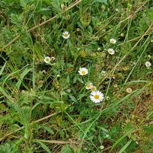 Erigeron karvinskianus at Goulburn, NSW - 23 Oct 2024