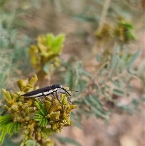 Rhinotia filiformis at Bungendore, NSW - 23 Oct 2024 05:29 PM