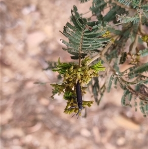 Rhinotia filiformis at Bungendore, NSW - 23 Oct 2024 05:29 PM