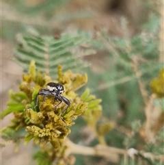 Rhinotia filiformis at Bungendore, NSW - 23 Oct 2024 05:29 PM