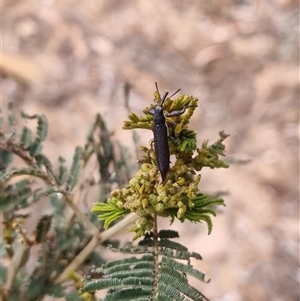 Rhinotia filiformis at Bungendore, NSW - 23 Oct 2024 05:29 PM