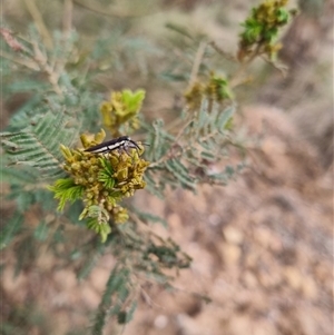 Rhinotia filiformis at Bungendore, NSW - 23 Oct 2024 05:29 PM