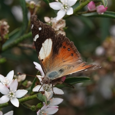 Vanessa itea (Yellow Admiral) at Hall, ACT - 23 Oct 2024 by Anna123