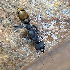 Myrmecia piliventris (Golden tail bull ant) at Jerrabomberra, NSW - 23 Oct 2024 by SteveBorkowskis