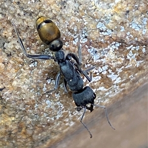 Myrmecia piliventris at Jerrabomberra, NSW - 23 Oct 2024