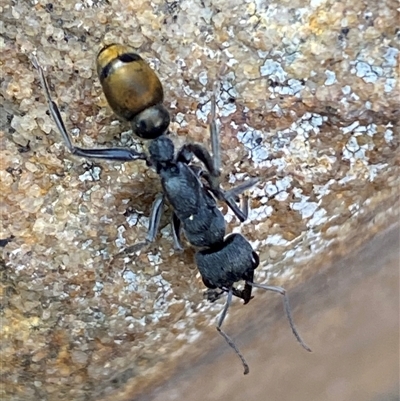 Myrmecia piliventris (Golden tail bull ant) at Jerrabomberra, NSW - 23 Oct 2024 by SteveBorkowskis