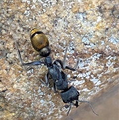 Myrmecia piliventris at Jerrabomberra, NSW - 23 Oct 2024