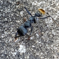 Myrmecia piliventris at Jerrabomberra, NSW - 23 Oct 2024