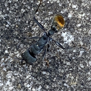 Myrmecia piliventris at Jerrabomberra, NSW - suppressed