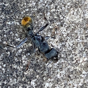 Myrmecia piliventris at Jerrabomberra, NSW - 23 Oct 2024