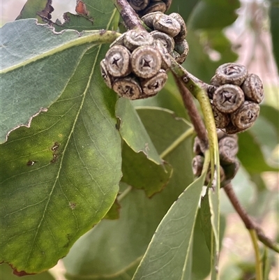 Eucalyptus dives at Dalton, NSW - 23 Oct 2024 by JaneR