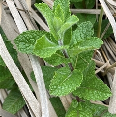 Mentha spicata (Garden Mint) at Dalton, NSW - 23 Oct 2024 by JaneR