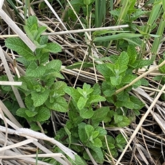 Mentha spicata at Dalton, NSW - 23 Oct 2024