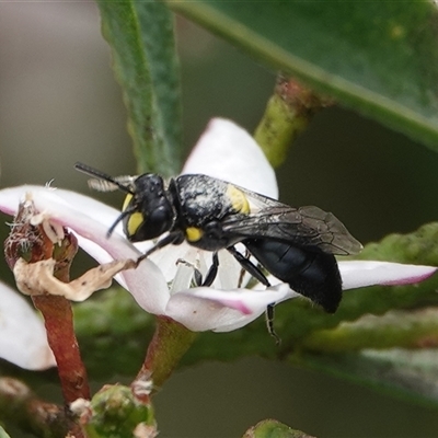 Hylaeus (Euprosopis) honestus (A hylaeine colletid bee) at Hall, ACT - 23 Oct 2024 by Anna123