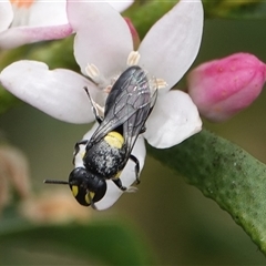 Hylaeus (Euprosopis) honestus at Hall, ACT - 23 Oct 2024