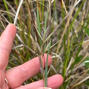 Themeda triandra at Kangaroo Valley, NSW - suppressed