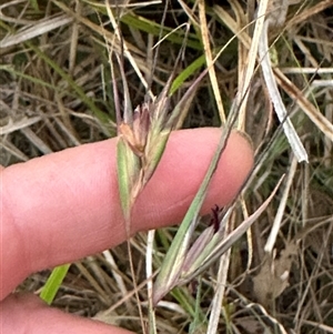 Themeda triandra at Kangaroo Valley, NSW - suppressed