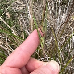 Themeda triandra at Kangaroo Valley, NSW - suppressed