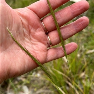 Dichelachne sp. at Kangaroo Valley, NSW - suppressed