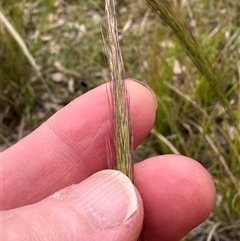 Dichelachne sp. at Kangaroo Valley, NSW - suppressed