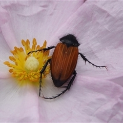 Phyllotocus navicularis (Nectar scarab) at Hall, ACT - 23 Oct 2024 by Anna123