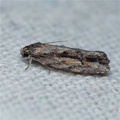 Agriophara discobola (A Flat-bodied moth (Depressidae) at Harrison, ACT - 22 Oct 2024 by DPRees125