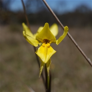 Diuris amabilis at Gundary, NSW - 20 Oct 2024