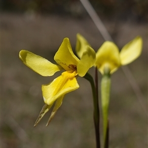 Diuris amabilis at Gundary, NSW - 20 Oct 2024