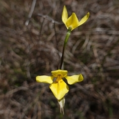 Diuris amabilis at Gundary, NSW - 20 Oct 2024