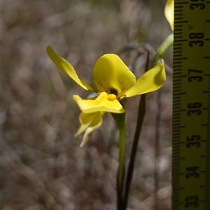 Diuris amabilis at Gundary, NSW - 20 Oct 2024