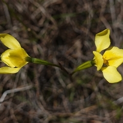 Diuris amabilis at Gundary, NSW - 20 Oct 2024