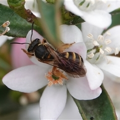 Lasioglossum (Chilalictus) bicingulatum (Halictid Bee) at Hall, ACT - 23 Oct 2024 by Anna123