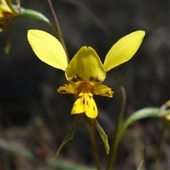 Diuris sp. (hybrid) (Hybrid Donkey Orchid) at Gundary, NSW - 20 Oct 2024 by RobG1