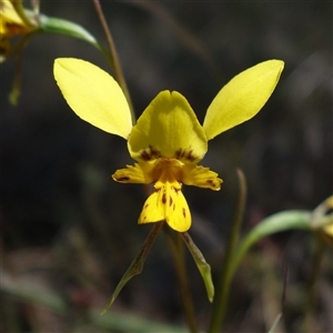 Diuris sp. (hybrid) at Gundary, NSW - suppressed