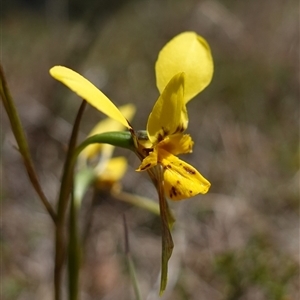 Diuris sp. (hybrid) at Gundary, NSW - suppressed