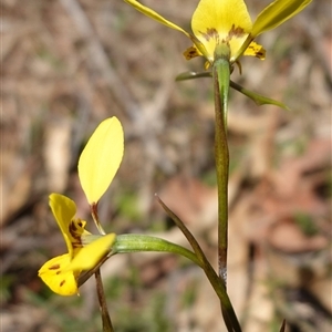 Diuris sp. (hybrid) at Gundary, NSW - suppressed