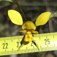 Diuris sp. (hybrid) at Gundary, NSW - suppressed