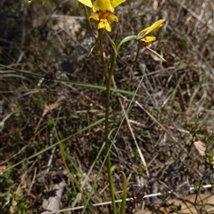 Diuris sp. (hybrid) at Gundary, NSW - suppressed