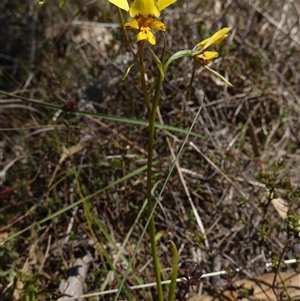 Diuris sp. (hybrid) at Gundary, NSW - suppressed