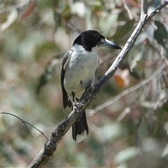 Cracticus torquatus (Grey Butcherbird) at Hall, ACT - 22 Oct 2024 by Anna123