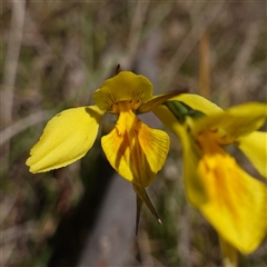 Diuris amabilis (Large Golden Moth) at Gundary, NSW - 20 Oct 2024 by RobG1