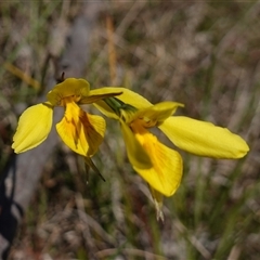 Diuris amabilis at Gundary, NSW - 20 Oct 2024