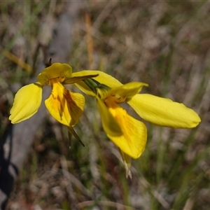 Diuris amabilis at Gundary, NSW - 20 Oct 2024