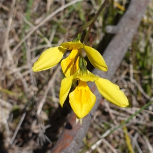 Diuris amabilis at Gundary, NSW - 20 Oct 2024