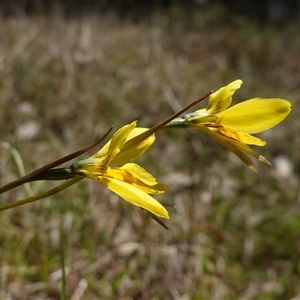 Diuris amabilis at Gundary, NSW - 20 Oct 2024